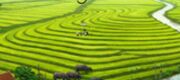 Thiên Hạ Phương Nam
