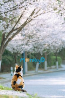 Nữ Phụ Ác Độc Chỉ Muốn Bảo Vệ Nữ Chính