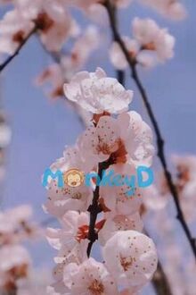 Vợ Của Thổ Phỉ