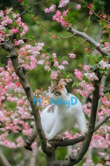 Ngày Thành Thân, Sư Tôn Đỏ Mắt Cướp Dâu